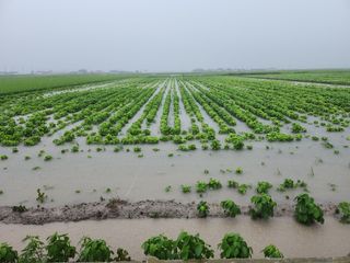 김종만님의 수해 농가 응원 같이해요 · 참여 작성글 사진
