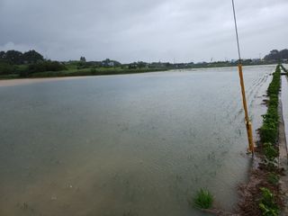 김종만님의 수해 농가 응원 같이해요 · 참여 작성글 사진