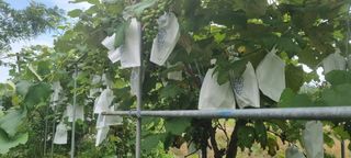 대삼팜스빌리지님의 우리동네 · 동네수다 작성글 사진