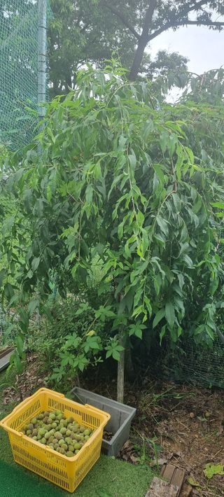 대삼팜스빌리지님의 우리동네 · 동네수다 작성글 사진