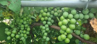 대삼팜스빌리지님의 우리동네 · 동네수다 작성글 사진