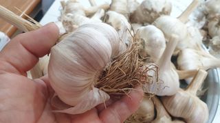 농부아내님의 작성글 사진