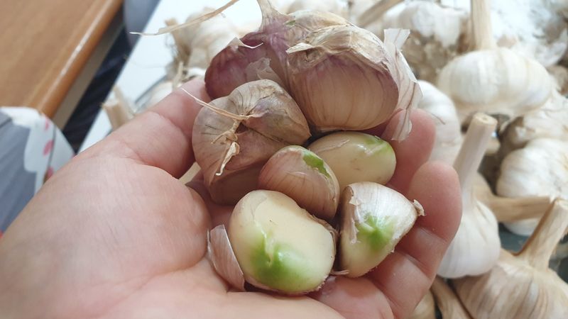 농부아내님의 장터 판매 상품 [홍산마늘 종자용 상 크기 1접] 첨부 사진