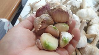 농부아내님의 작성글 사진