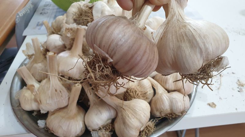 농부아내님의 장터 판매 상품 [홍산마늘 종자용 상 크기 1접] 첨부 사진