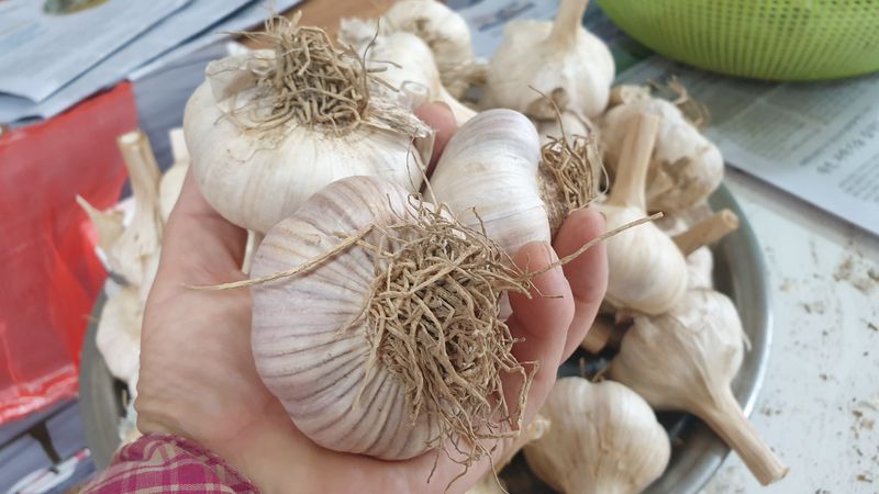 농부아내님의 장터 판매 상품 [홍산마늘 종자용 상 크기 1접] 첨부 사진