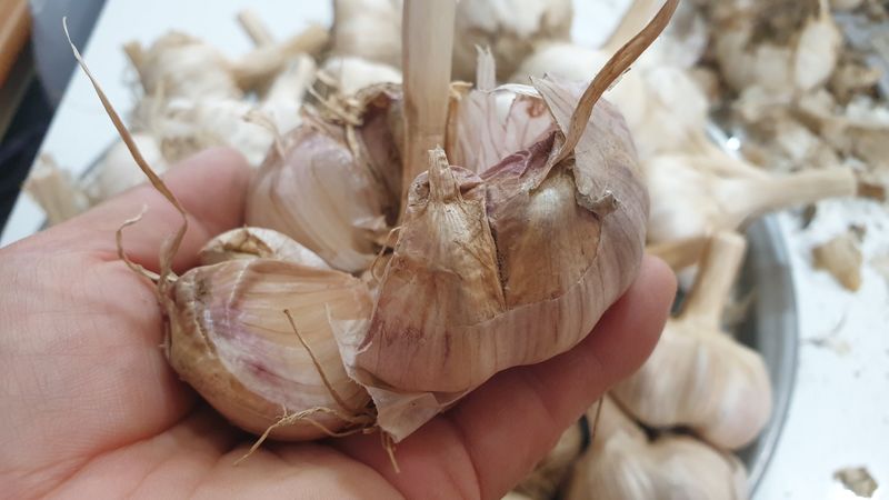 농부아내님의 장터 판매 상품 [홍산마늘 종자용 상 크기 1접] 첨부 사진