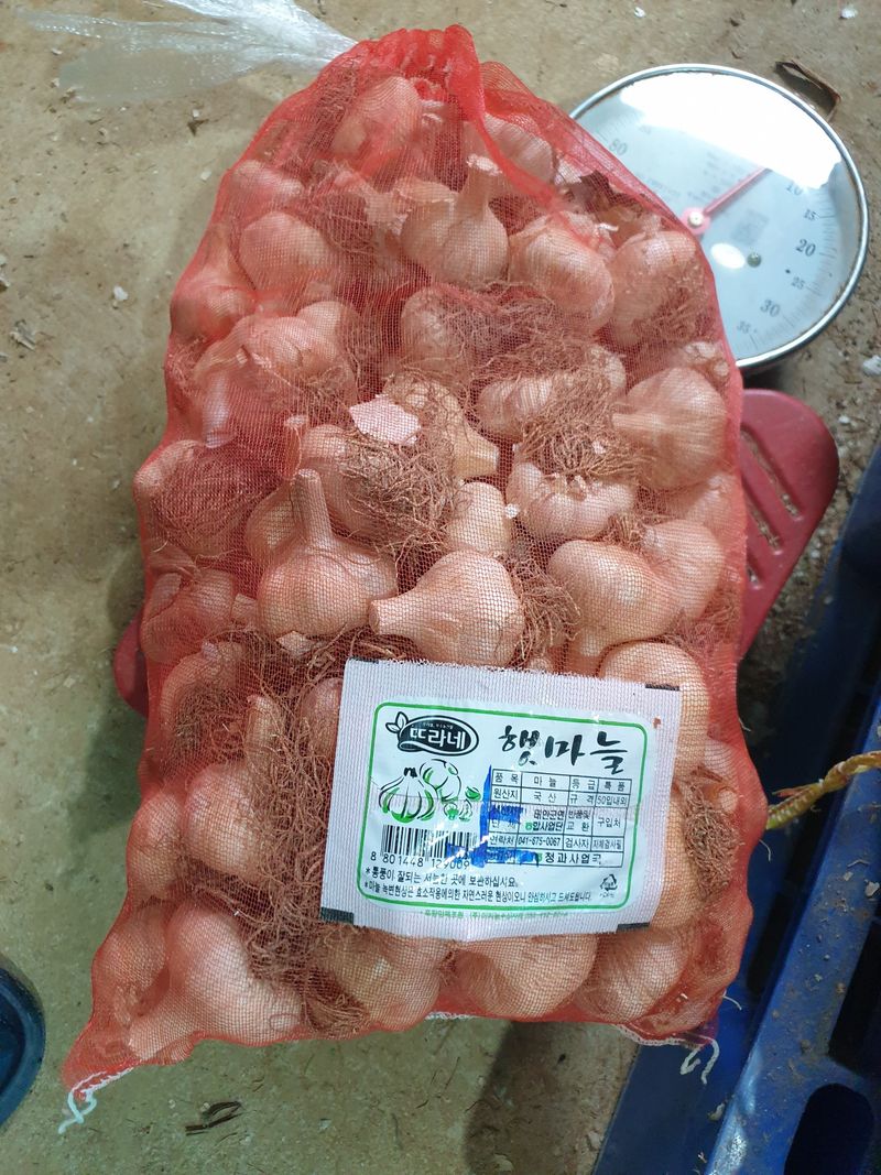농부아내님의 장터 판매 상품 [홍산마늘 종자용 상 크기 1접] 첨부 사진