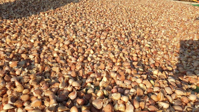 농부아내님의 장터 판매 상품 [홍산마늘 종자용 상 크기 1접] 첨부 사진