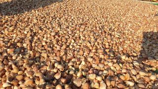 농부아내님의 작성글 사진