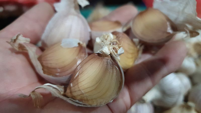 농부아내님의 장터 판매 상품 [홍산마늘 종자용 상 크기 1접] 첨부 사진