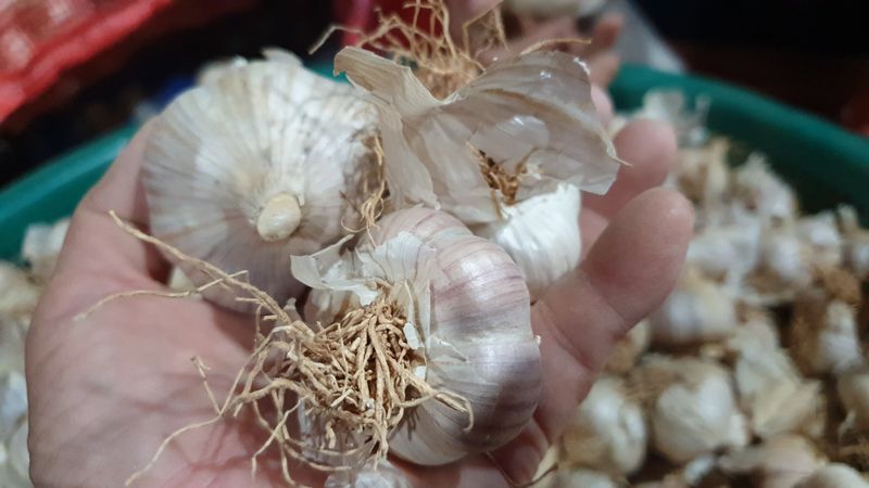 농부아내님의 장터 판매 상품 [홍산마늘 종자용 상 크기 1접] 첨부 사진