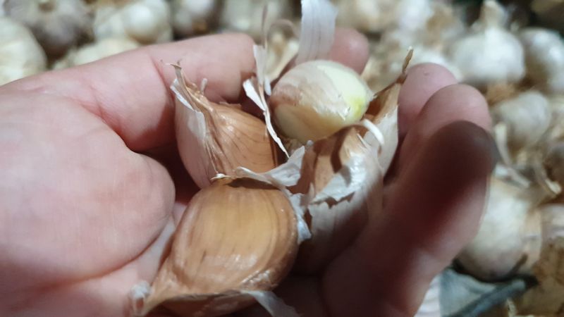 농부아내님의 장터 판매 상품 [홍산마늘 종자용 상 크기 1접] 첨부 사진