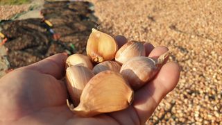 농부아내님의 작성글 사진