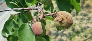 김현필님의 복숭아 · 병해충상담 작성글 사진