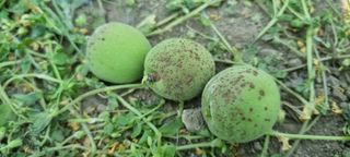 김현필님의 복숭아 · 병해충상담 작성글 사진