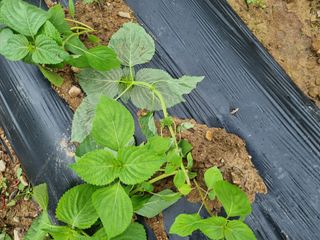 참깨6253님의 들깨 · 영농일지 작성글 사진