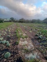 팜모닝 수해 농가 응원 같이해요·참여 게시글 이미지