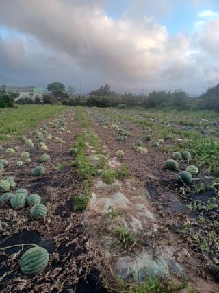 농사꾼님의 수해 농가 응원 같이해요 · 참여 작성글 사진