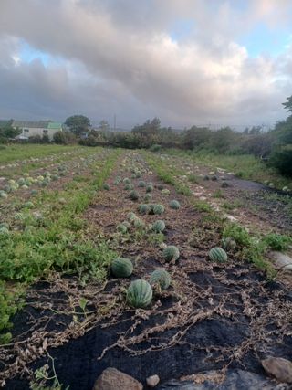 농사꾼님의 수해 농가 응원 같이해요 · 참여 작성글 사진