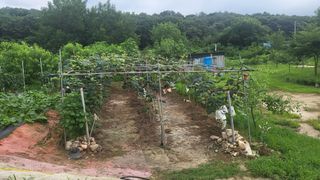 DMZ청원님의 포도 · 영농일지 작성글 사진