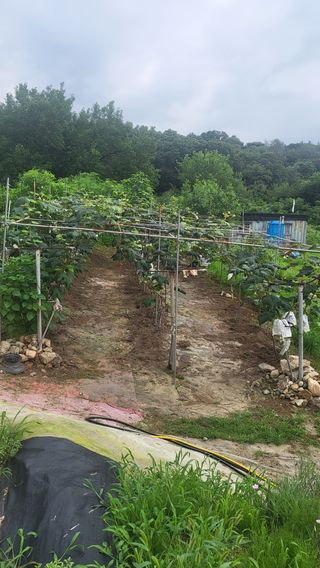 DMZ청원님의 포도 · 영농일지 작성글 사진