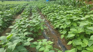 DMZ청원님의 포도 · 영농일지 작성글 사진