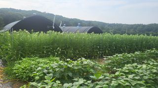 DMZ청원님의 포도 · 영농일지 작성글 사진