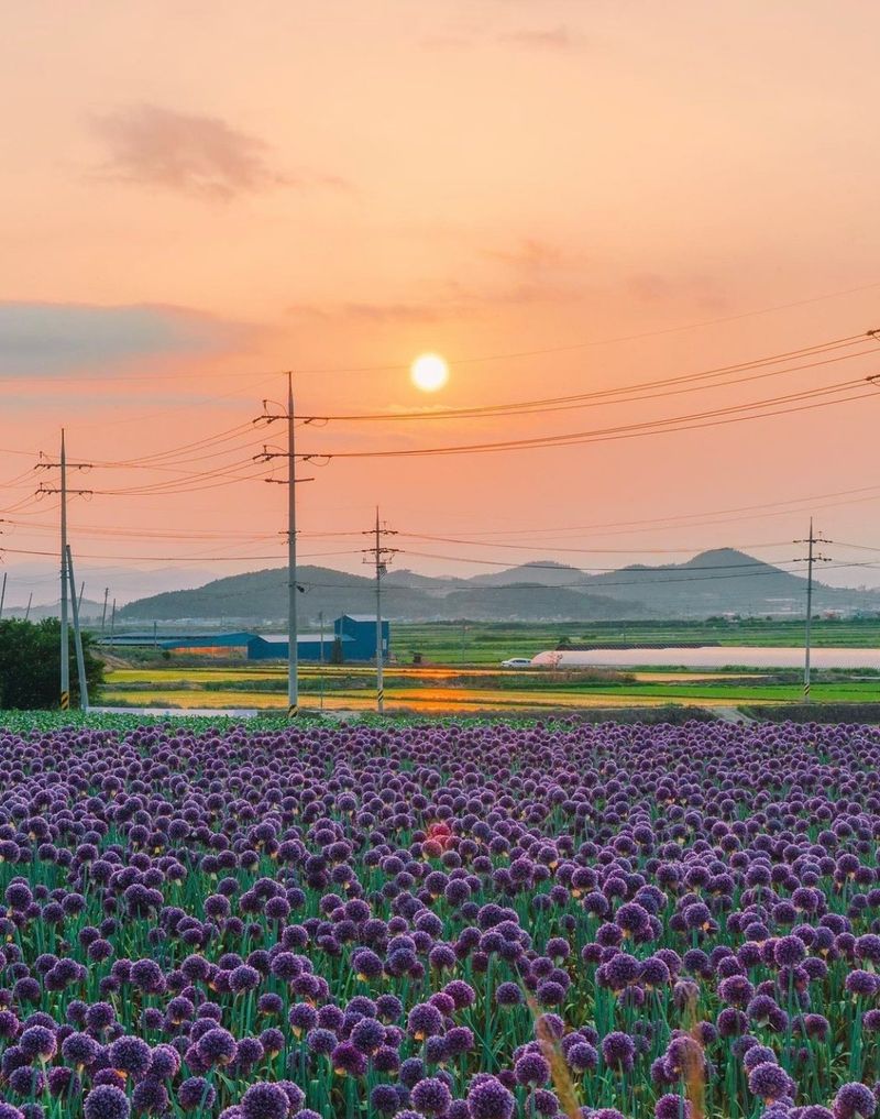 백기환님의 장터 판매 상품 [코끼리마늘 종자 1kg] 첨부 사진