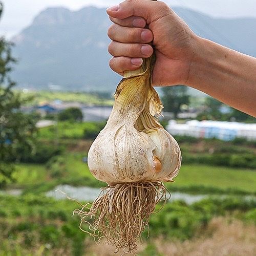 백기환님의 장터 판매 상품 [코끼리마늘 종자 1kg] 첨부 사진