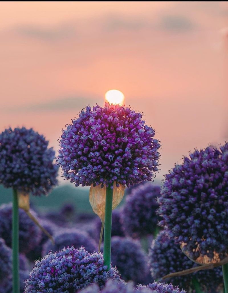 백기환님의 장터 판매 상품 [코끼리마늘 종자 1kg] 첨부 사진