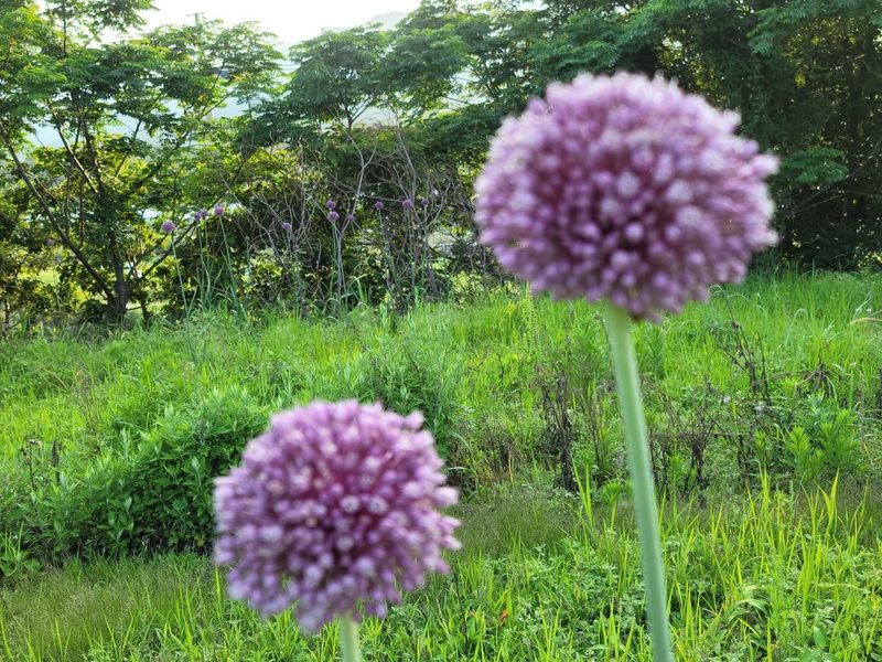 백기환님의 장터 판매 상품 [코끼리마늘 종자 1kg] 첨부 사진