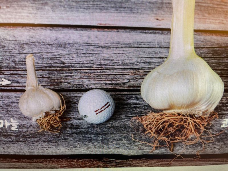 백기환님의 장터 판매 상품 [코끼리마늘 종자 1kg] 첨부 사진