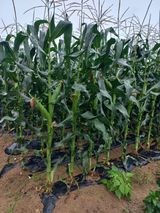 팜모닝 · 게시글 이미지