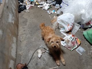 강성민님의 사과 · 영농일지 작성글 사진