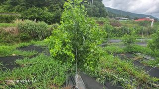 가희농장님의 팜모닝 병해충 연구회 · 병해충상담 작성글 사진