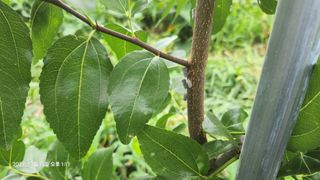 가희농장님의 팜모닝 병해충 연구회 · 병해충상담 작성글 사진