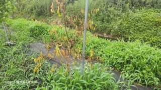 가희농장님의 팜모닝 병해충 연구회 · 병해충상담 작성글 사진