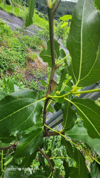 가희농장님의 팜모닝 병해충 연구회 · 병해충상담 작성글 사진