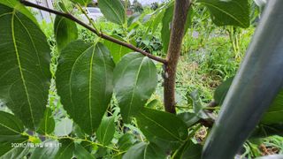 가희농장님의 팜모닝 병해충 연구회 · 병해충상담 작성글 사진