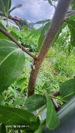 가희농장님의 팜모닝 병해충 연구회 · 병해충상담 작성글 사진