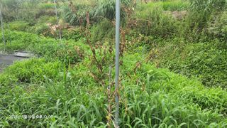 가희농장님의 팜모닝 병해충 연구회 · 병해충상담 작성글 사진