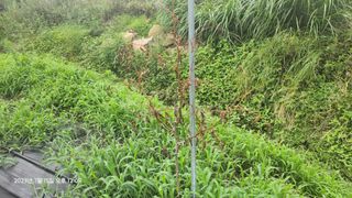 가희농장님의 팜모닝 병해충 연구회 · 병해충상담 작성글 사진