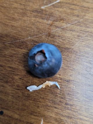 김성균님의 블루베리 · 병해충상담 작성글 사진