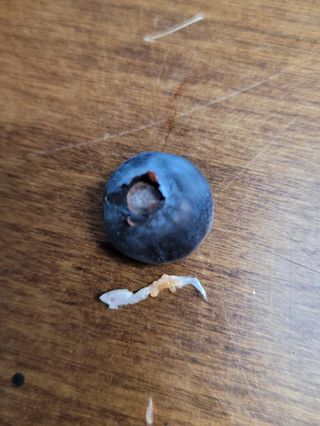 김성균님의 블루베리 · 병해충상담 작성글 사진