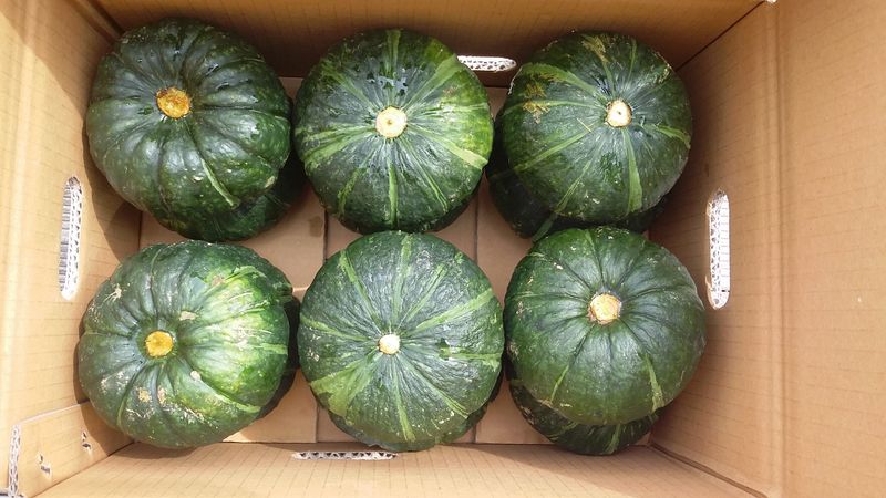 김화석님의 장터 판매 상품 [미니밤단호박(보우짱)5kg] 첨부 사진