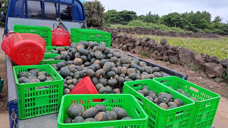 김화석님의 장터 판매 상품 [미니밤단호박(보우짱)5kg] 첨부 사진