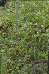 팜모닝 사과·병해충상담 게시글 이미지