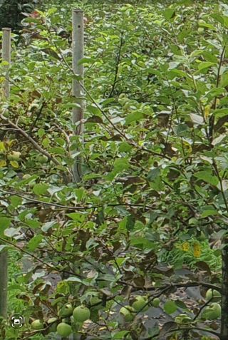 chaks20님의 사과 · 병해충상담 작성글 사진