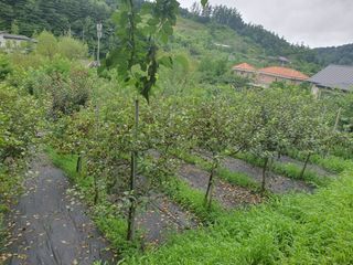 chaks20님의 사과 · 병해충상담 작성글 사진